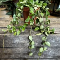 hoya krohniana silver splash 12cm pot