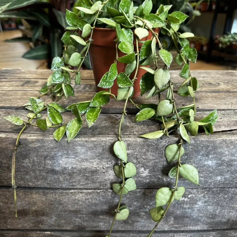 hoya krohniana silver splash 12cm pot hoya krohniana silver splash 12cm pot