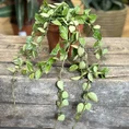 hoya krohniana silver splash 12cm pot