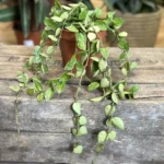 Hoya Krohniana Silver Splash 12cm pot