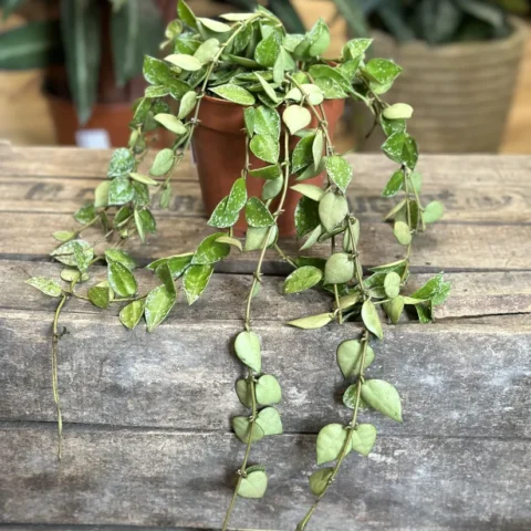 hoya krohniana silver splash 12cm pot