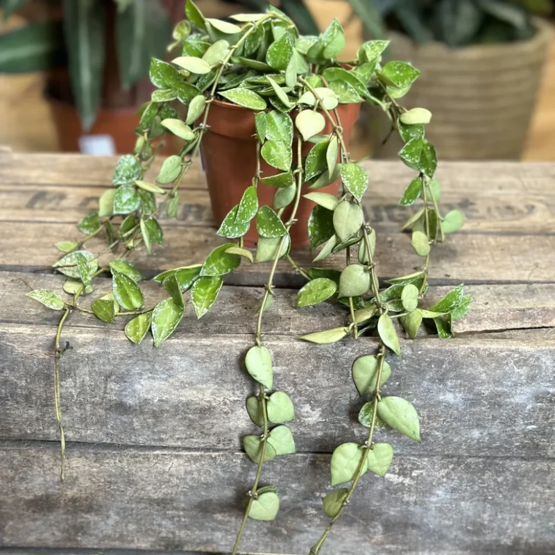 hoya krohniana silver splash 12cm pot