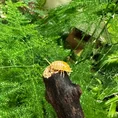 isopods for bio active terrarium vivarium
