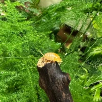 isopods for bio active terrarium vivarium
