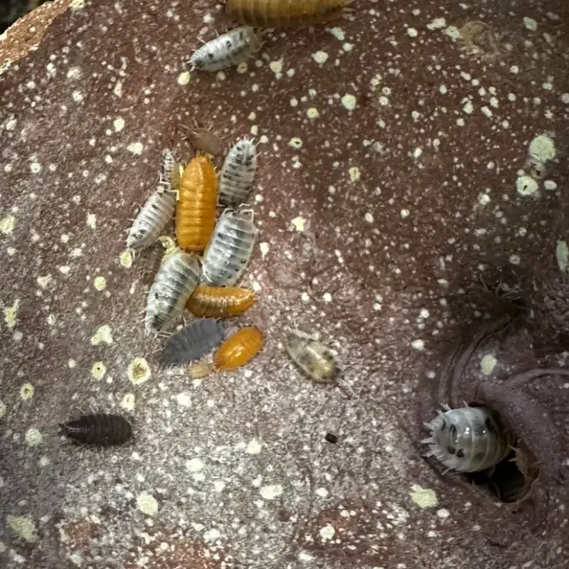 isopods for bio active terrarium vivarium isopods for bio active terrarium vivarium