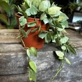 hoya krohniana super splash 12cm pot