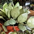 hoya krohniana super splash 12cm pot