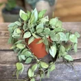 hoya krohniana super splash 12cm pot