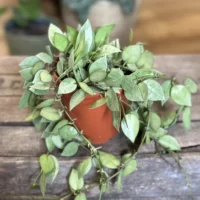 hoya krohniana super splash 12cm pot