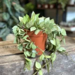 Hoya Krohniana Super Splash 12cm pot