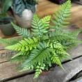 overhead photo of Polystichum Tsussimense Korean Rock Fern on wooden table