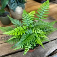 overhead photo of Polystichum Tsussimense Korean Rock Fern on wooden table