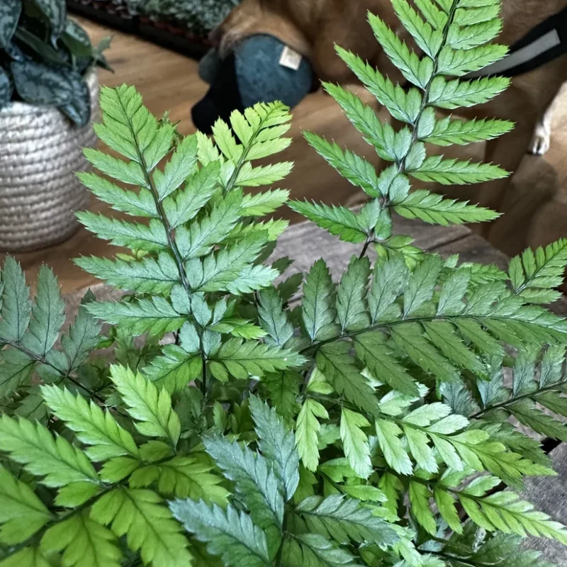 hoya krohniana super splash 12cm pot hoya krohniana super splash 12cm pot