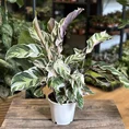 calathea white fusion 10.5cm pot (copy)
