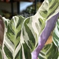 calathea white fusion 10.5cm pot (copy)