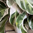 calathea white fusion 10.5cm pot (copy)