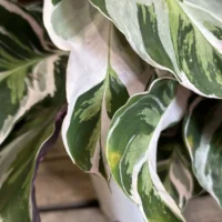 calathea white fusion 10.5cm pot (copy)