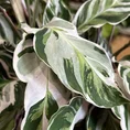 calathea white fusion 10.5cm pot (copy)