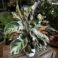 calathea white fusion in a 10.5cm pot on wooden box. Blurry houseplants in background of store