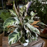 Calathea White Fusion 12cm pot
