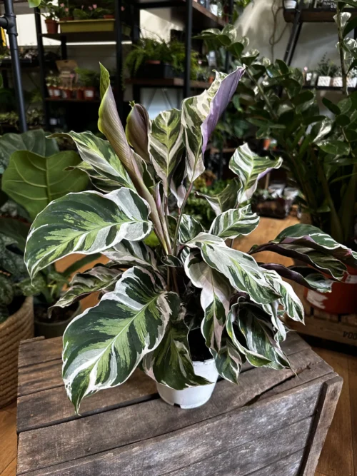 calathea white fusion in a 10.5cm pot on wooden box. Blurry houseplants in background of store