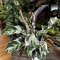 calathea white fusion 12cm pot