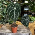 anthurium crystallinum silver 12cm pot