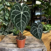 anthurium crystallinum silver 12cm pot