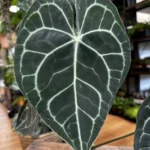 Anthurium Clarinervium 12cm pot