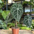 anthurium crystallinum silver 12cm pot