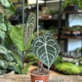 anthurium crystallinum silver 12cm pot