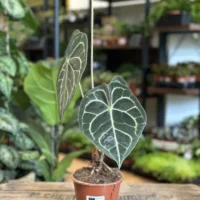 anthurium crystallinum silver 12cm pot