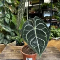 anthurium crystallinum silver 12cm pot