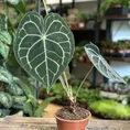 anthurium clarinervium 12cm pot