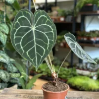 anthurium clarinervium 12cm pot