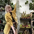 spanish moss air plant tillandsia usneoides 100cm xl