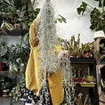 spanish moss air plant tillandsia usneoides 100cm xl