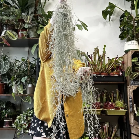 spanish moss air plant tillandsia usneoides 100cm xl