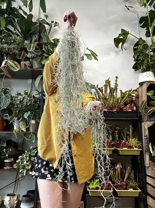 spanish moss air plant tillandsia usneoides 100cm xl