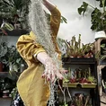 spanish moss air plant tillandsia usneoides 100cm xl
