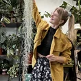 spanish moss air plant tillandsia usneoides 100cm xl