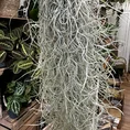 spanish moss air plant tillandsia usneoides 100cm xl