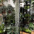 spanish moss air plant tillandsia usneoides 100cm xl