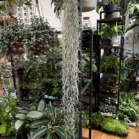 spanish moss air plant tillandsia usneoides 100cm xl