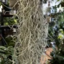spanish moss air plant tillandsia usneoides 100cm xl