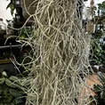 spanish moss air plant tillandsia usneoides 100cm xl