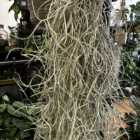 spanish moss air plant tillandsia usneoides 100cm xl