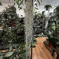 spanish moss air plant tillandsia usneoides 100cm xl