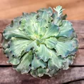 sempervivum houseleek succulent large rustic terracotta pot 15cm (copy)