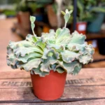 XL Echeveria Twister Succulent 12cm pot